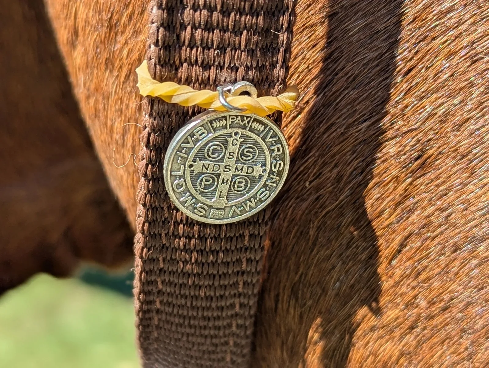 A St. Benedict medal on Cowboy's bridle